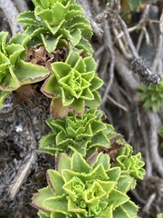Haplopappus foliosus