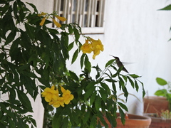 Cynanthus latirostris