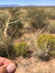 Aristida purpurea perplexa