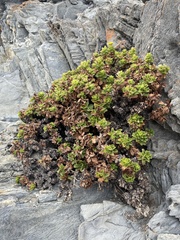 Haplopappus foliosus