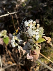 Chrysocale principalis