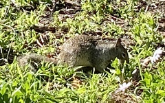 Otospermophilus beecheyi