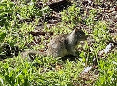 Otospermophilus beecheyi