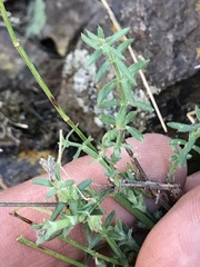 Galium wrightii