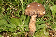 Russula clavipes