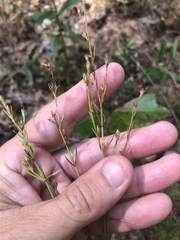 Hypericum drummondii