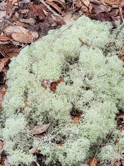Cladonia evansii
