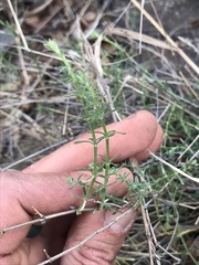 Galium wrightii