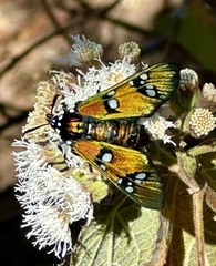 Chrysocale principalis