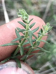 Galium wrightii