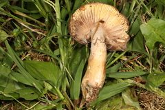 Russula clavipes