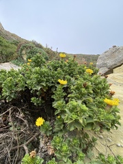 Haplopappus foliosus