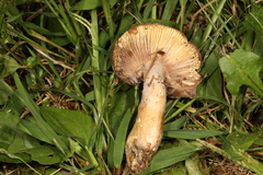 Russula clavipes