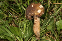 Russula clavipes
