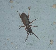 Helluobrochus