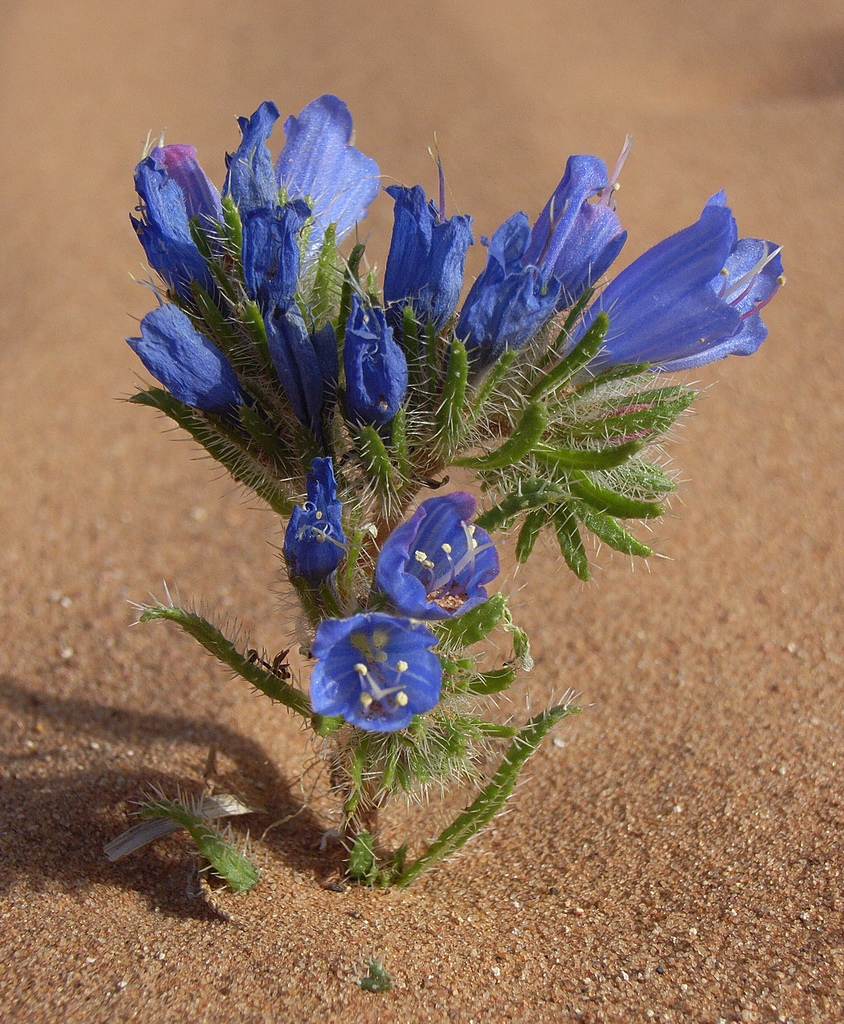 Echium trygorrhizum