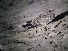 Hydropsalis torquata