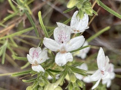 Pseuderanthemum variabile