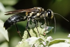 Sphex habenus