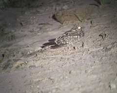 Hydropsalis torquata