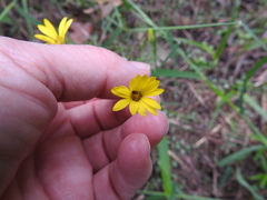 Croptilon hookerianum