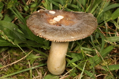 Russula grisea