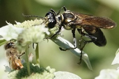 Sphex habenus