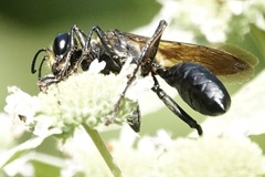 Sphex habenus