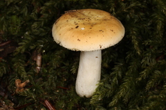 Russula squalida