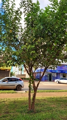 Morus nigra