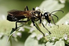 Sphex habenus