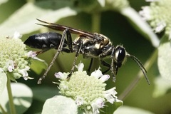 Sphex habenus