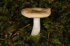 Russula squalida