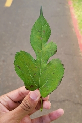 Morus nigra