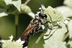 Sphex habenus