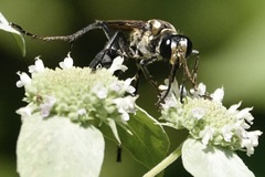 Sphex habenus