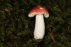 Russula uncialis