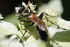 Sphex habenus