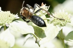 Sphex habenus