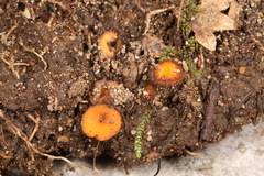 Scutellinia olivascens