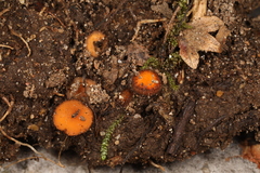 Scutellinia olivascens