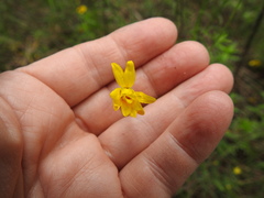 Croptilon hookerianum