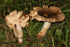Russula foetentula