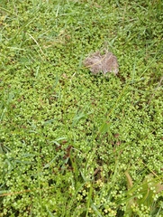 Hydrocotyle hydrophila