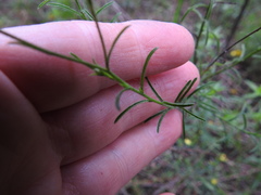 Croptilon hookerianum