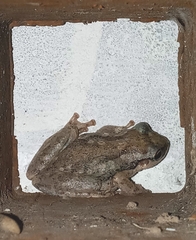 Scinax nasicus