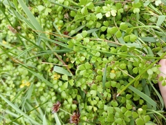 Hydrocotyle hydrophila