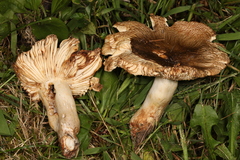 Russula foetentula