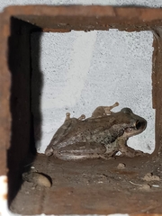Scinax nasicus