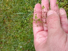 Hydrocotyle hydrophila